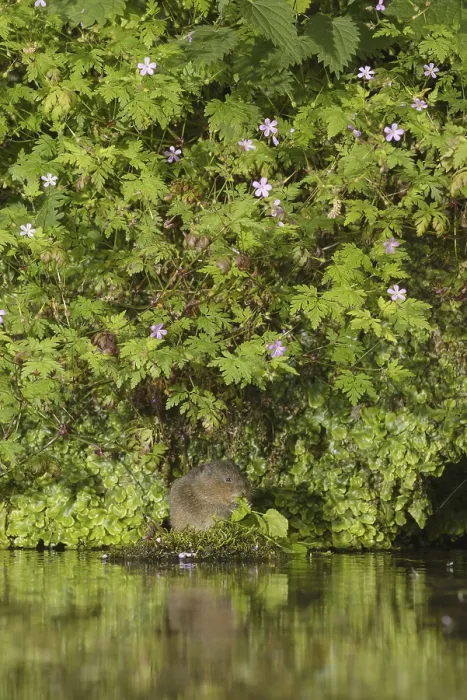 Framed Print : European water vole (Arvicola amphibius)