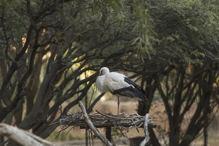 Framed Print : European White stork, Ciconia ciconia