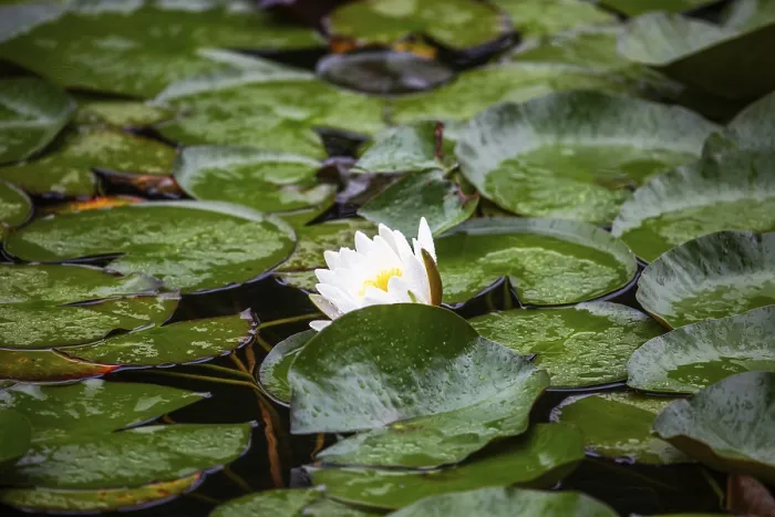 Framed Print : European white water lily (Nymphaea alba)