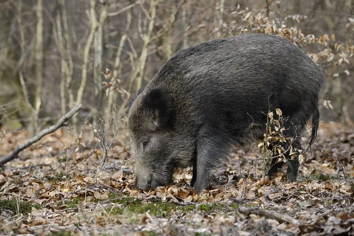 Framed Print : European wild boar (Sus scrofa scrofa)