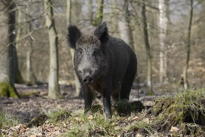 Framed Print : European wild boar (Sus scrofa scrofa)
