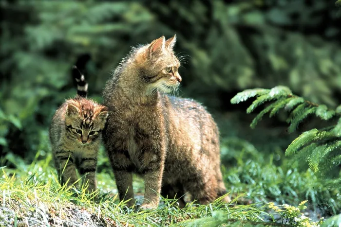 Framed Print : European Wild Cat (Felis silvestris) with kitten