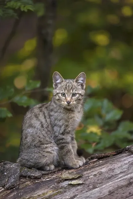 Framed Print : European Wildcat (Felis silvestris) Framed Print : European Wildcat (Felis silvestris)