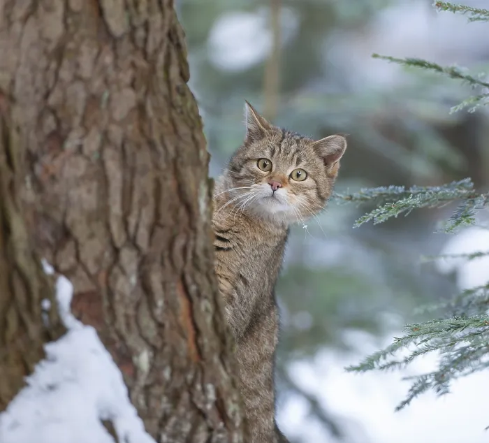 Framed Print : European wildcat (Felis silvestris) Framed Print : European wildcat (Felis silvestris)