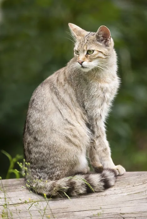 Framed Print : European wildcat (Felis silvestris)