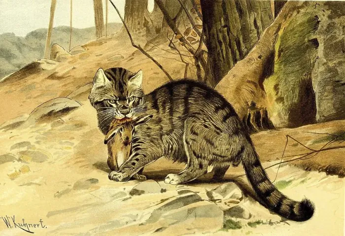 Framed Print : European wildcat (Felis silvestris) or forest cat