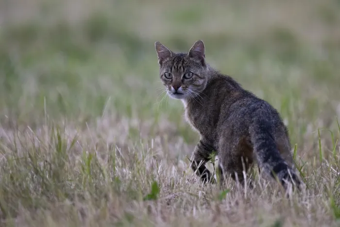 Framed Print : European wildcat (Felis silvestris) or forest cat