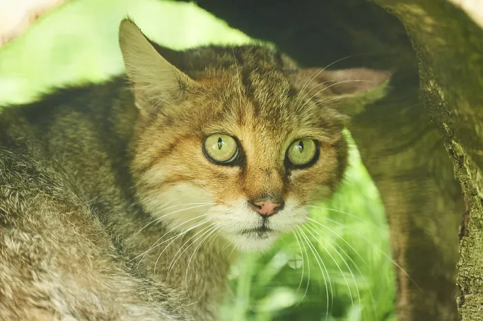Framed Print : European wildcat (Felis silvestris) on a meadow Framed Print : European wildcat (Felis silvestris) on a meadow