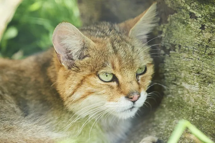 Framed Print : European wildcat (Felis silvestris) on a meadow Framed Print : European wildcat (Felis silvestris) on a meadow