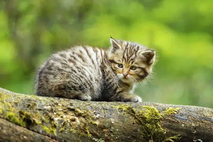 Framed Print : European Wildcat (Felis silvestris silvestris)