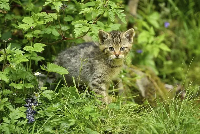 Framed Print : European wildcat (Felis silvestris silvestris)