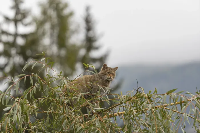 Framed Print : One European wildcat, Felis silvestris silvestris Framed Print : One European wildcat, Felis silvestris silvestris