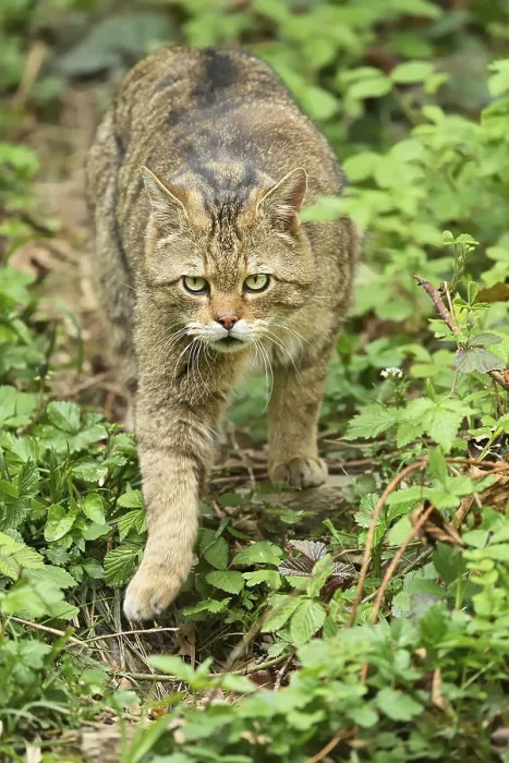 Framed Print : European wildcat (Felis silvestris silvestris) Framed Print : European wildcat (Felis silvestris silvestris)
