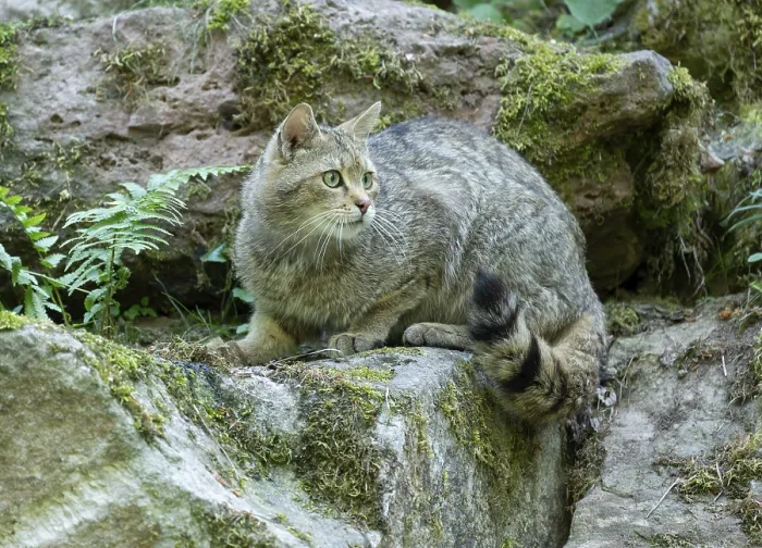 Framed Print : European wildcat (Felis silvestris) sitting on a rock Framed Print : European wildcat (Felis silvestris) sitting on a rock