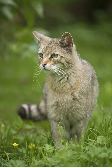 Framed Print : European wildcat (Felis silvestris) standing in a meadow Framed Print : European wildcat (Felis silvestris) standing in a meadow