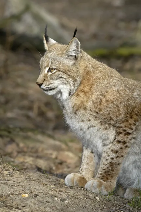 Framed Print : Europian lynx, lynx lynx