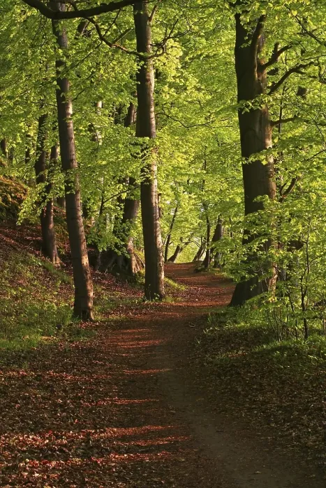 Framed Print : Evening atmosphere in a Beech forest