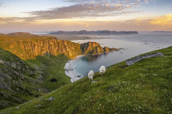 Framed Print : Evening atmosphere, sheep grazing on the mountainside Framed Print : Evening atmosphere, sheep grazing on the mountainside