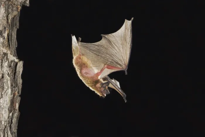 Framed Print : Evening Bat (Nycticeius humeralis)