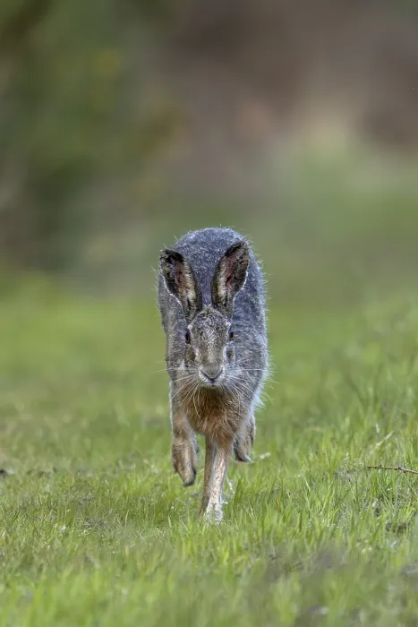 Framed Print : In the evening, the brown hare (Lepus europaeus) leaves its nest in the forest and hops to the nearby meadow
