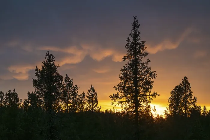 Framed Print : Evening cloud atmosphere over boreal spruce forest Framed Print : Evening cloud atmosphere over boreal spruce forest