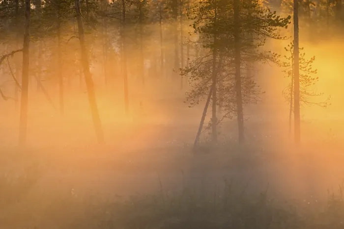 Framed Print : Evening fog in Stubba Nature Reserve