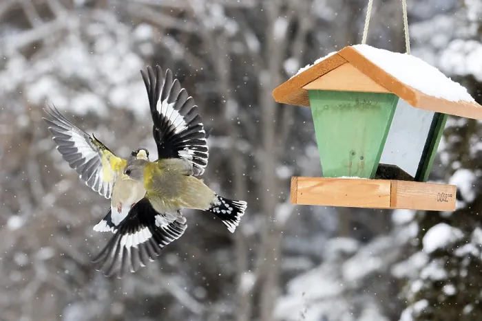 Framed Print : Evening grosbeak interaction at a winter bird feeder