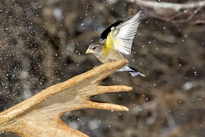 Framed Print : Evening Grosbeak male sitting on moose antlers in winter