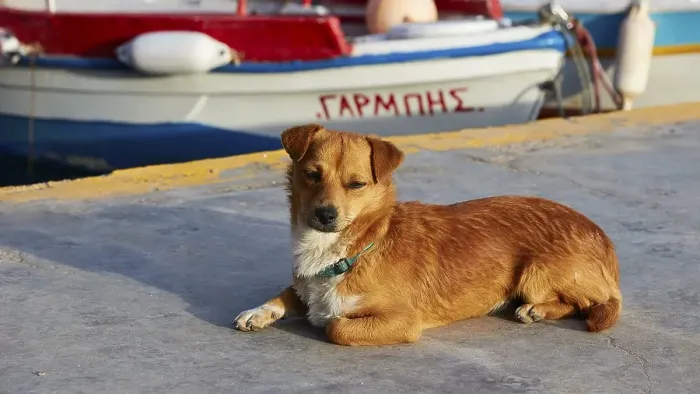 Framed Print : Evening light, brown dog (Canis), boat, harbour, Ammoudi, Oia, Santorini Island, Cyclades, Greece, Europe