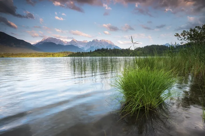 Framed Print : Evening mood at Barmsee with reeds