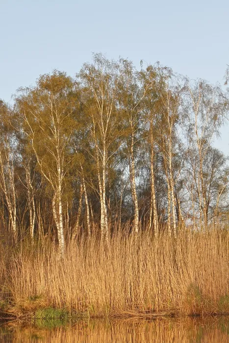 Framed Print : Evening mood on the river, birch forest on the banks of the Peene Framed Print : Evening mood on the river, birch forest on the banks of the Peene