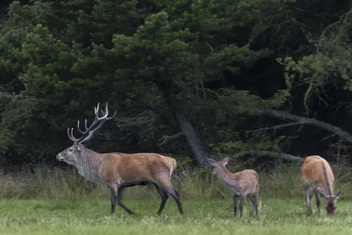 Framed Print : In the evening, a red deer (Cervus elaphus) with doe and calf enters a forest meadow