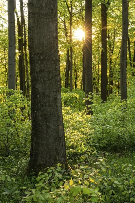 Framed Print : The evening sun shines atmospherically through the trees of an idyllic beech forest in spring