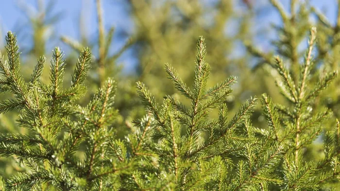 Framed Print : Evergreen branches of Christmas tree in pine forest