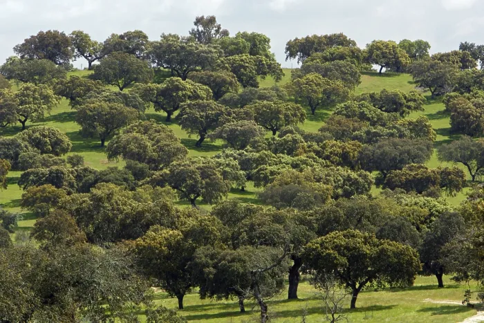 Framed Print : Evergreen Oaks, Extremadura, Spain