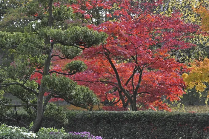 Framed Print : Evergreen tree and Smooth Japanese maples (Acer palmatum) Framed Print : Evergreen tree and Smooth Japanese maples (Acer palmatum)