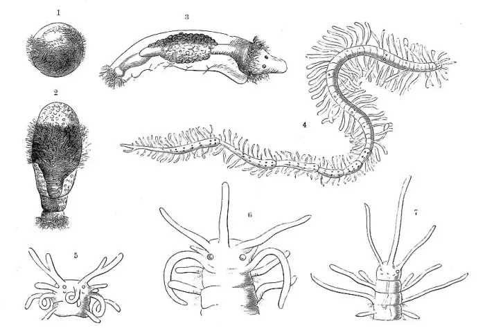 Framed Print : Evolution of the bristle worms (Polychaeta)