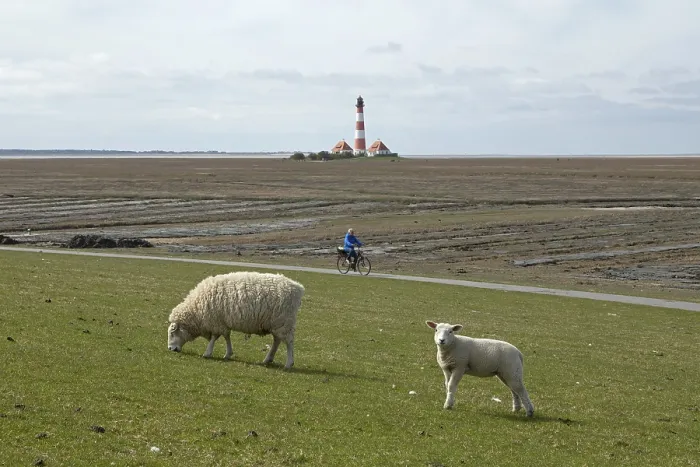 Framed Print : Ewe and lamb grazing on dyke in front of Westerhever lighthouse