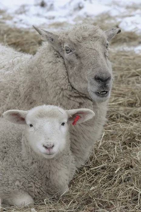 Framed Print : Ewe and lamb lie together on a straw bed
