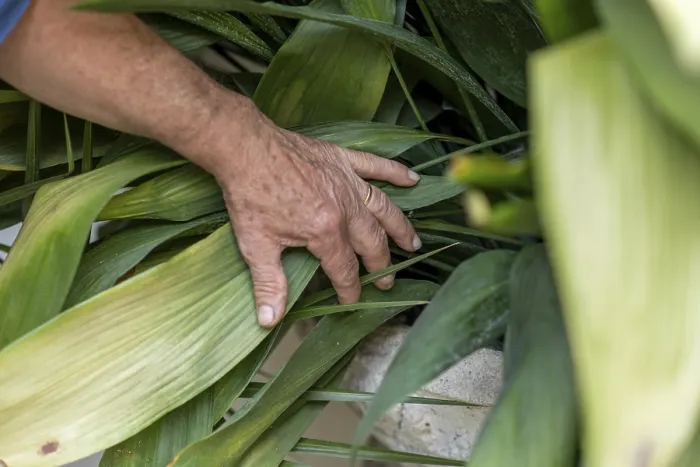 Framed Print : Examining the vibrant leaves an individual hand gently touches a lush array of plants evoking a sense of connection Framed Print : Examining the vibrant leaves an individual hand gently touches a lush array of plants evoking a sense of connection