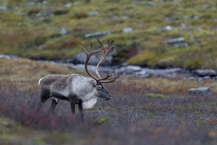 Framed Print : Exhausted and tired, a reindeer bull (Rangifer tarandus) stands in the tundra