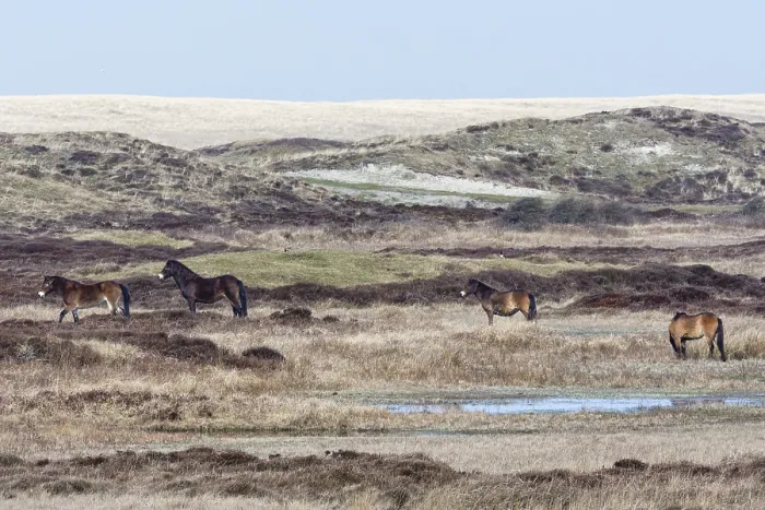 Framed Print : Exmoor Pony, Duinen van Texel National Park Framed Print : Exmoor Pony, Duinen van Texel National Park