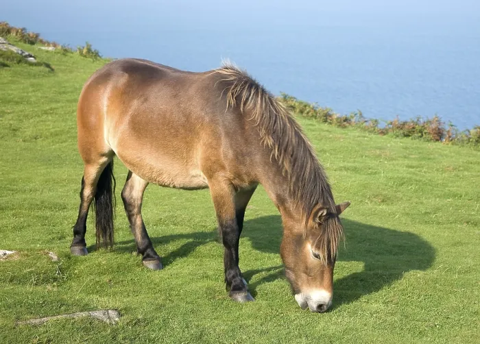 Framed Print : Exmoor pony, Valley of Rocks, Lynton