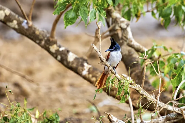 Framed Print : Exotic bird sitting on a branch surrounded by green leaves and a blurred background Framed Print : Exotic bird sitting on a branch surrounded by green leaves and a blurred background