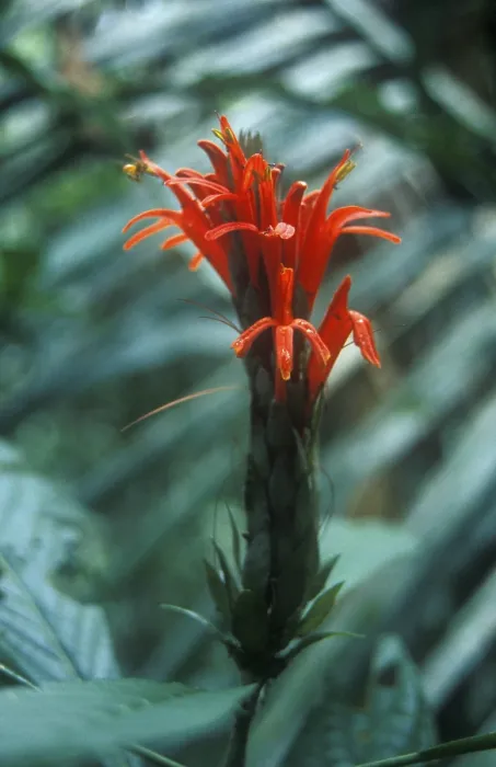 Framed Print : Exotic blossom in the Amazon basin