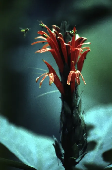 Framed Print : Exotic flower, bee in the Amazon basin