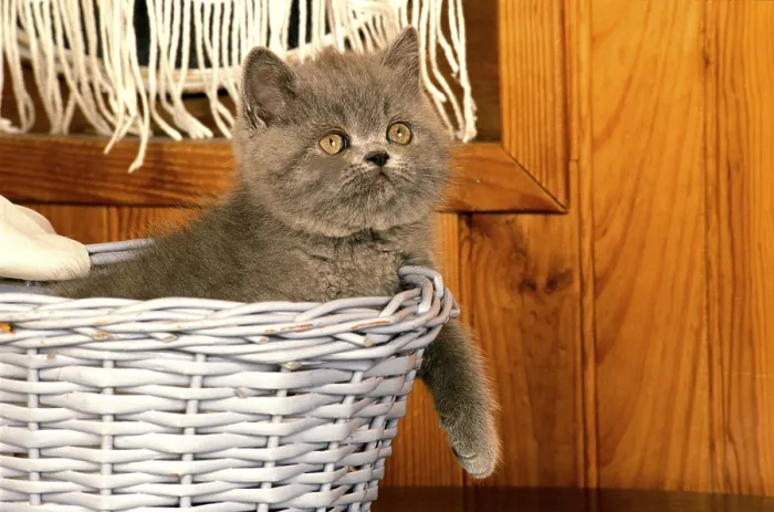 Framed Print : Exotic shorthair domestic cat, kitten in basket