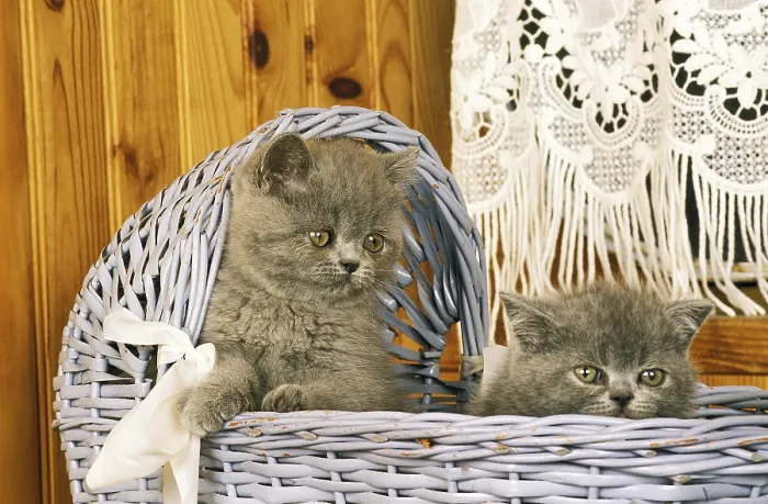 Framed Print : EXOTIC SHORTHAIR DOMESTIC CAT, KITTEN STANDING IN BASKET