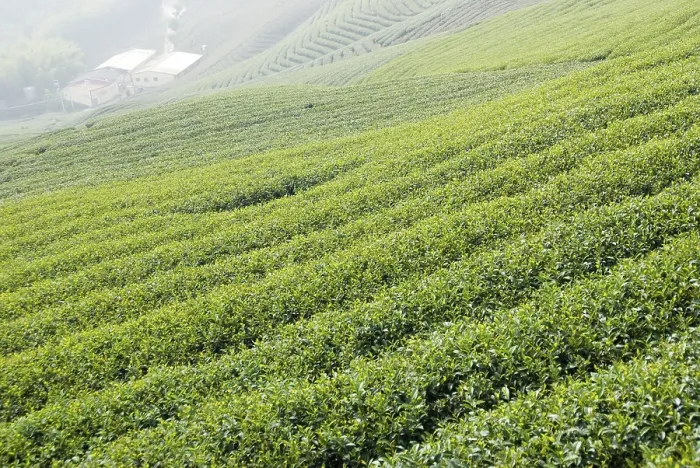 Framed Print : Expansive green tea fields with a misty atmosphere Framed Print : Expansive green tea fields with a misty atmosphere