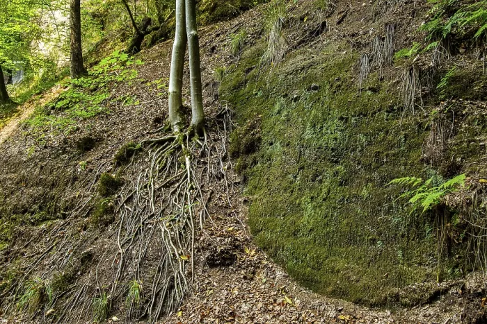 Framed Print : Exposed roots of a tree in the Drachenschlucht